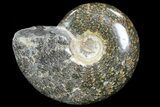 Polished, Agatized Ammonite (Cleoniceras) - Madagascar #76097-1